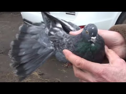 Видео: Голуби в небі над ярмарком у Дніпрі, 4ч