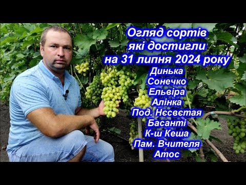 Видео: Огляд сортів які достигли на 31 липня 2024 р. частина-2