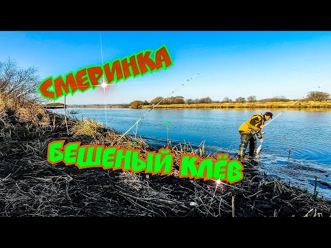 Видео: СМЕРИНКА. БЕШЕНЫЙ КЛЁВ КРУПНОЙ КРАСНОПЁРКИ (Дальневосточный Угай). Рыбалка на донки.