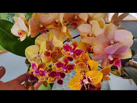 Видео: ОРХИДЕИ ПОРАЖАЮЩИЕ ВООБРАЖЕНИЕ❗ Masterpiece, Miki Crown, Anaconda, Julia, Miki Golden Sand, Sara ...