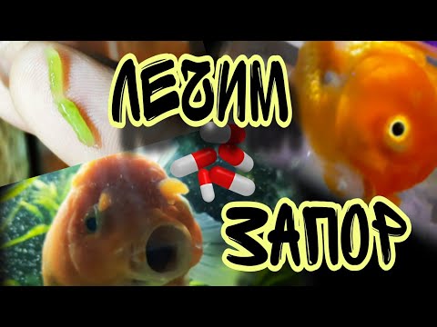 Видео: Оранда в ОПАСНОСТИ: как я вылечила ЗАПОР