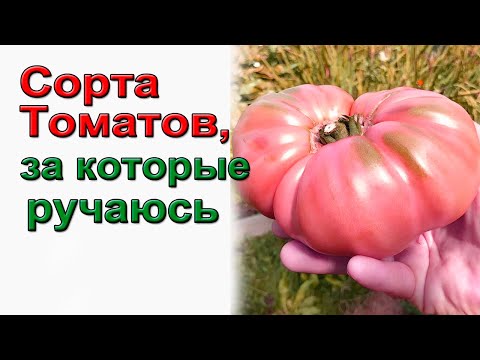 Видео: Мои сорта томатов 2024. Советую - не подведут.