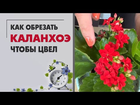 Видео: Как обрезать каланхоэ, чтобы цвел. Почему не цветет каланхоэ