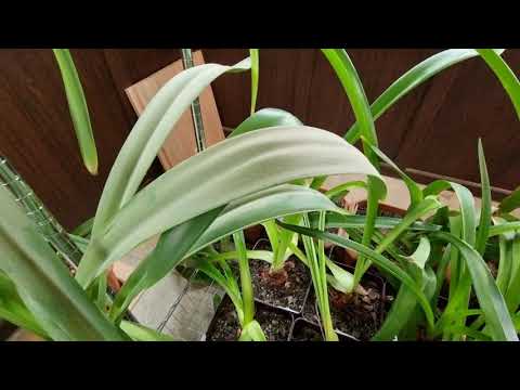 Видео: как понять, что гиппеаструм готов к спячке и что делать дальше