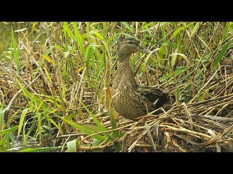 Видео: КРЯКВЫ  ТРИНАДЦАТОГО