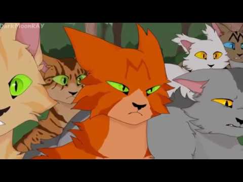 Видео: This is war/Warrior cats/Коты-Воители/AMV