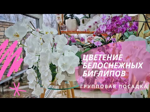 Видео: Обзор цветения белоснежных биглипов. Групповая посадка. Пышное цветение орхидей. Орхидеи на балконе.