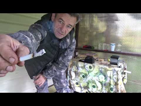 Видео: Дюбек Лимонный.