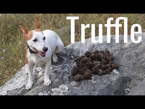 Видео: Лов на трюфели със Сара | Български трюфел #blacktruffle