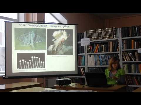 Видео: Биоразнообразие губок (Porifera). Губки озера Байкал (ЛИН СО РАН)