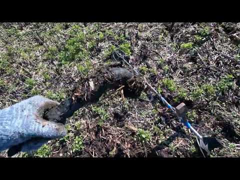 Видео: КОП МЕТАЛЛА 17.04.2025