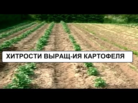 Видео: Хитрости выращивания картофеля