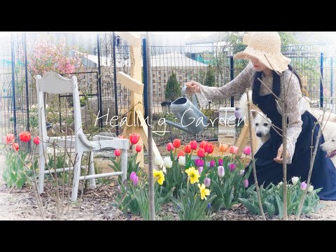 Видео: #81. Апрель Целебный Сад с Цветущими Тюльпанами 🌷 ㅣСамостоятельная Поддержка Роз