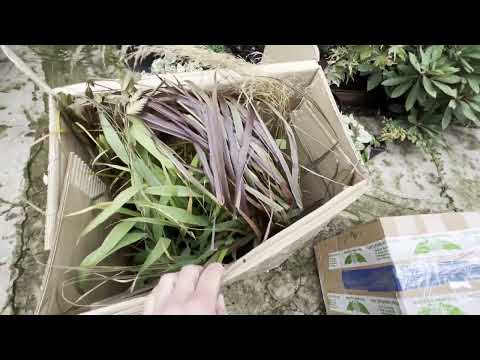 Видео: Розпаковка від Зелені Янголи! Огляд! Посадка рослин! жовтень 2025 рік!