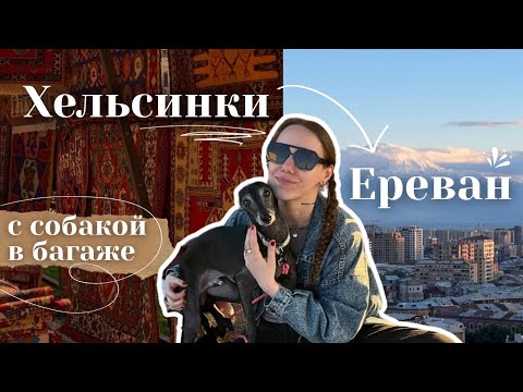 Видео: переезд из Финляндии в Армению с собакой - наш опыт