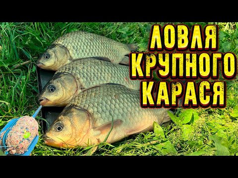 Видео: ЛОВЛЯ КРУПНОГО КАРАСЯ | Рыбалка на карася на ФЛЭТ метод |бешенный клёв карася