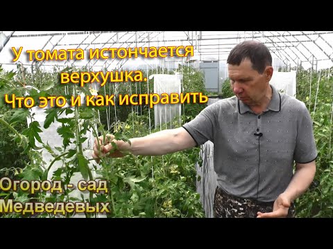 Видео: У томата истончается верхушка  Что это и как исправить