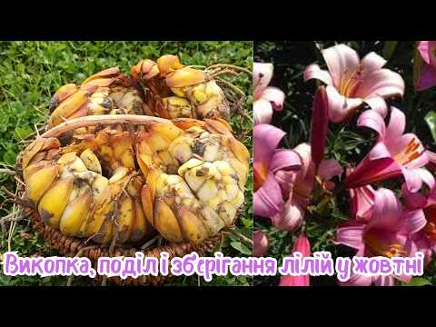 Видео: Викопка і пересадка лілій у жовтні — покрокова інструкція