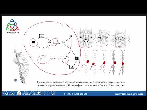 Видео: 10 вопросов о боли в спине. Проф. Васильева о кинезиологии