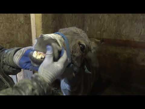 Видео: Подрезка копыт ремонтному молодняку коз. Ослик Моисей