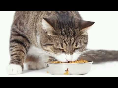 Видео: Веселий котик. Спортивна розвага (ранній вік)