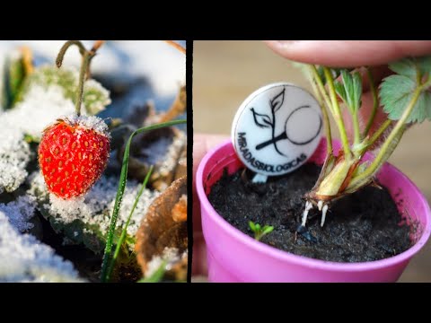 Видео: 🍓❄️Как ухаживать за клубникой зимой?