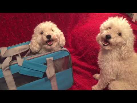 Видео: 7C_2018/ Сумка для собачек