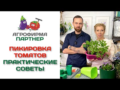 Видео: Пикировка томатов. Практические советы