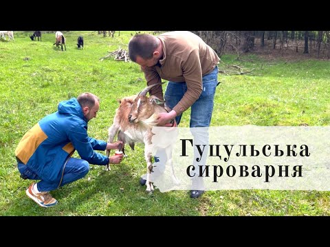 Видео: Гуцульська сироварня у Карпатах | Екоферма | Дегустація сирів