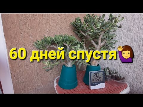 Видео: Vlog о 4х крассулах🌳.Часть 3️⃣(Ставлю большие крассулы на укоренение. Результат укоренения черенков)