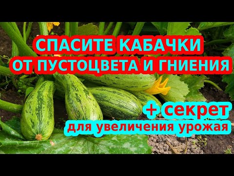 Видео: СПАСИТЕ КАБАЧКИ ОТ ПУСТОЦВЕТА И ГНИЕНИЯ. НИ КАКОГО СЕКРЕТА УВЕЛИЧЕНИЯ УРОЖАЯ