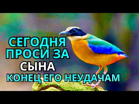 Видео: ПРОПУСТИТЬ СЕГОДНЯ ЭТУ МОЛИТВУ НЕЛЬЗЯ! МОЛИТВА ЗА СЫНА И ЗАЩИТА НАД НИМ. Она будет молитвенным щитом