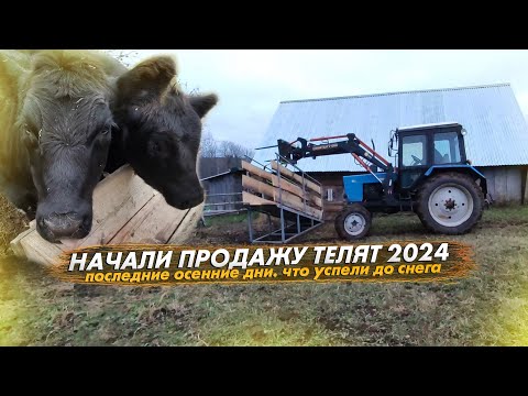 Видео: Начали продажу телят 2024. Что успели в последние осенние дни до снега