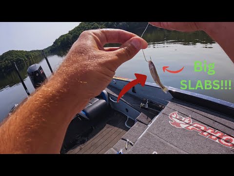 Видео: Как поймать КРАППИ на живую приманку!