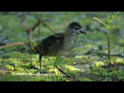Видео: Серпневий архів 2024