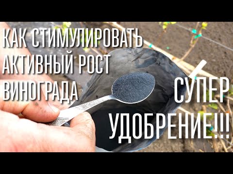 Видео: СРОЧНО !!! СДЕЛАЙТЕ ЭТО И ВАШ ВИНОГРАД БУДЕТ РАСТИ КАК НА ДРОЖЖАХ. ПЕРВЫЙ ПОЛИВ И УДОБРЕНИЕ !