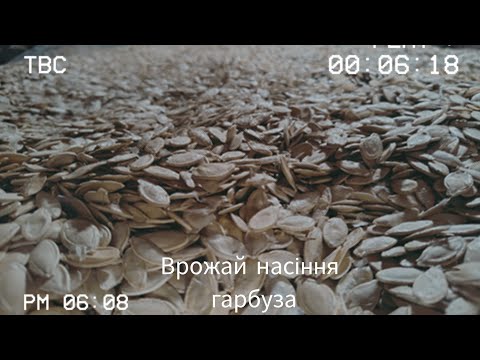 Видео:  Врожай не радує, ціни низькі , не цінують працю людей ! Скільки кг насіння зібрали  @життязприродою