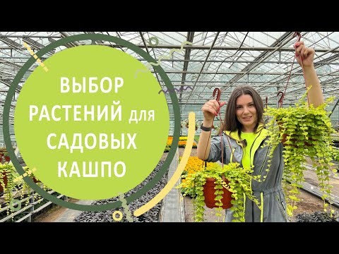 Видео: Как выбирать растения для садовых кашпо