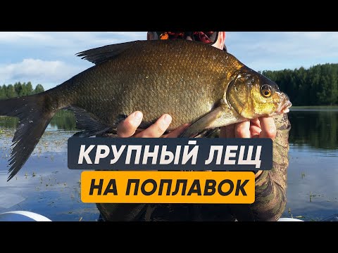 Видео: Ловля крупного леща летом на поплавок | Прикормка на крупного леща