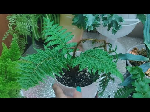 Видео: Обзор папоротников на стеллаже, лето  🌿