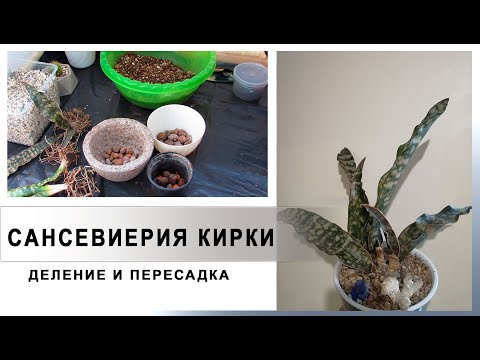 Видео: Деление и пересадка сансевиерии кирки.