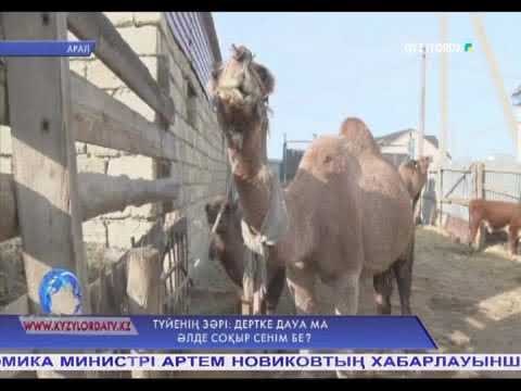 Видео: Түйенің зәрі: дертке дауа ма әлде соқыр сенім бе?