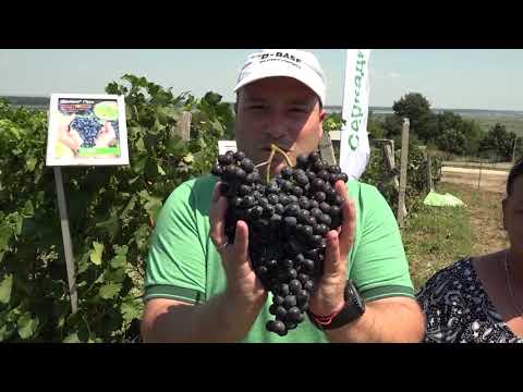 Видео: Лозя, опазени по технология на БАСФ - с. Станево