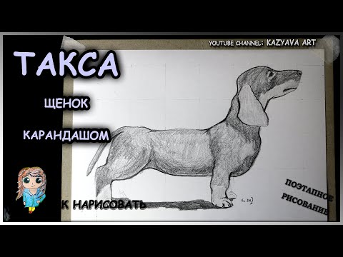 Видео: Как нарисовать собаку породы ТАКСА карандашом. Пошаговый урок.