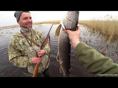 Видео: Поехали за уткой.  Герка поймал большую щуку