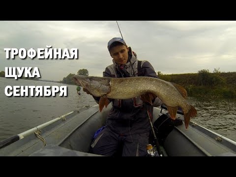 Видео: Щука. Джиг. Трофейная Рыбалка Сентября.