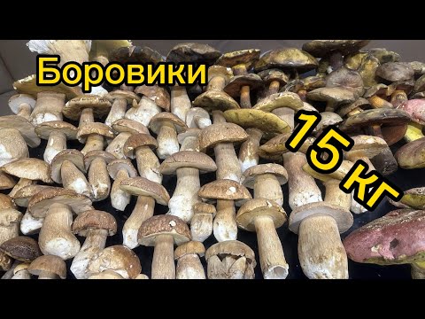 Видео: Белые грибы в разгаре!Самый колоритный представитель царства грибов. Грузия 2023 @Svetich_Georgia