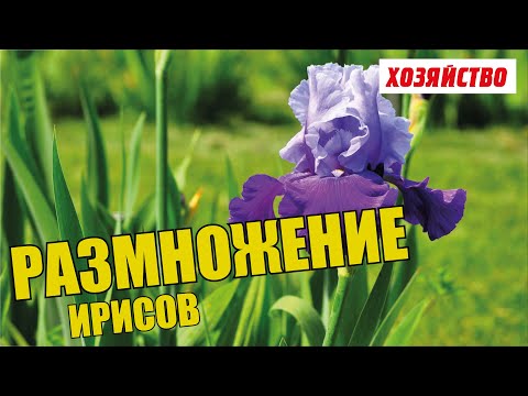 Видео: Делим и размножаем ирисы (когда делить ирисы)/Iris