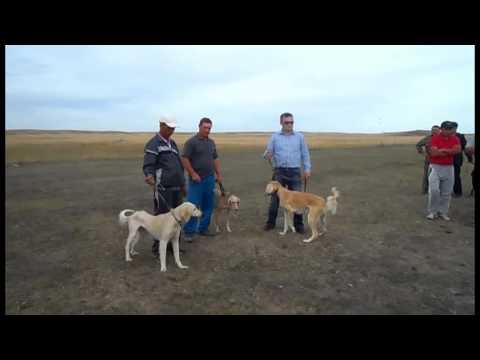 Видео: ТАЗЫ  АЛСУ КОКПЕКТЫ  Р Н  С  Б БУКОНЬ
