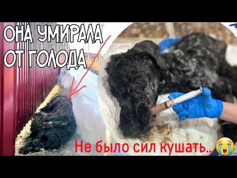 Видео: 🔴Найденная из под снега умиающая  собака начала кушать | лечение даётся трудно | help the dog
